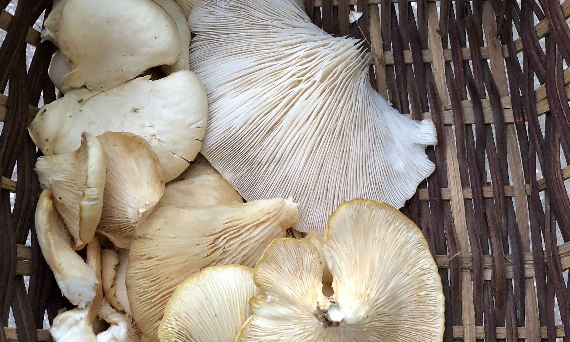 Oyster mushrooms gathered nearby